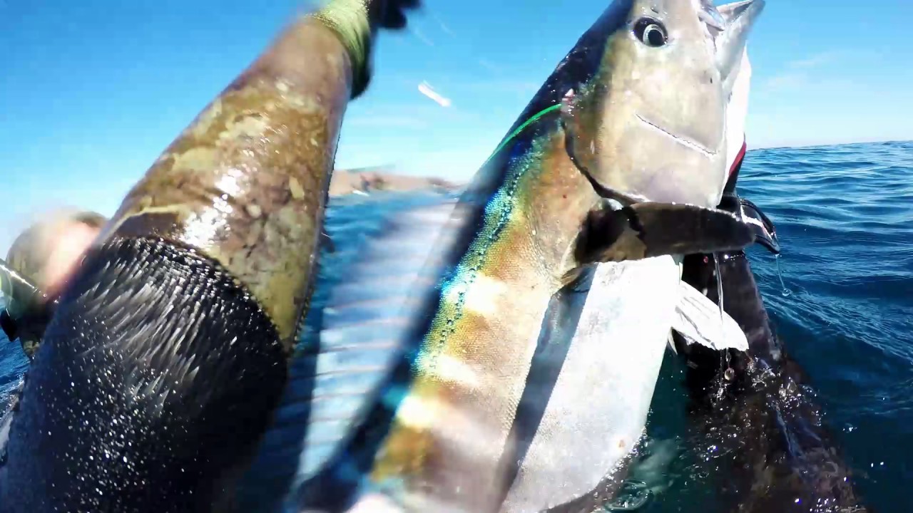 Sea Sniper Baja Trip - Wahoo