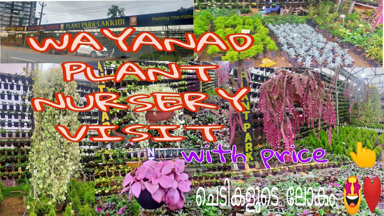 Nursery Visit @Wayanad | With Price | Plant Park_Lakkidi |