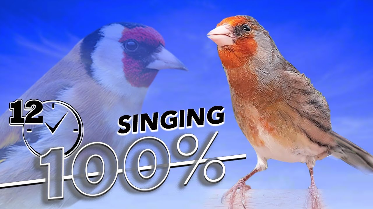 Goldfinch Mule Singing (100% learned song from goldfinch)