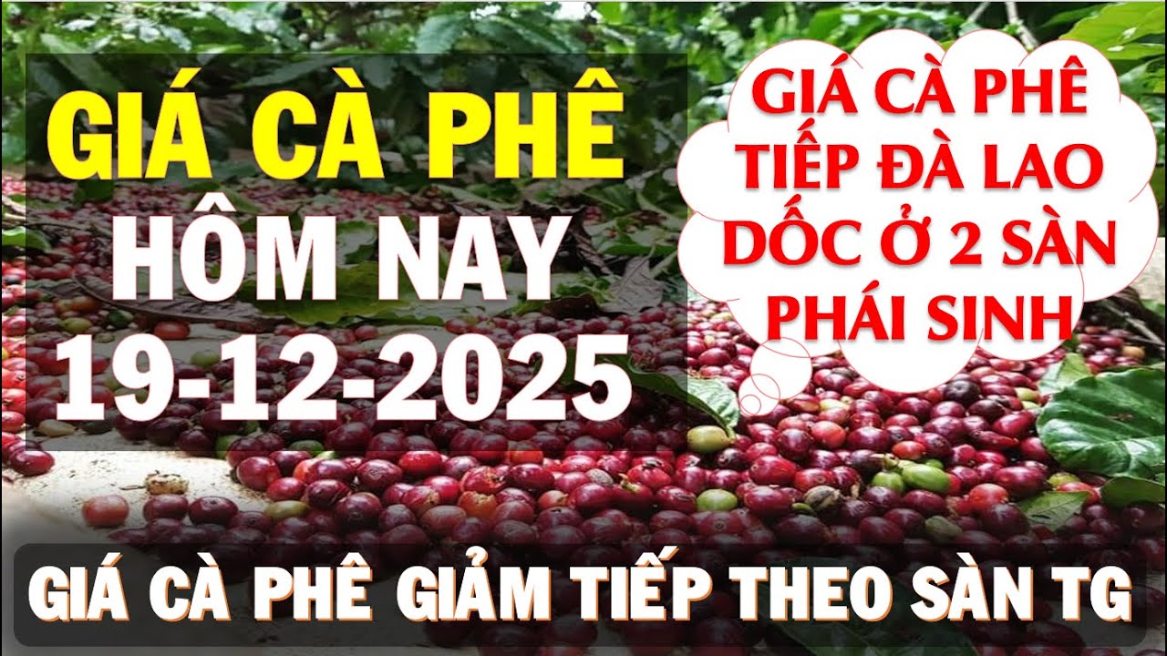 Gi&aacute; c&agrave; ph&ecirc; h&ocirc;m nay ng&agrave;y 19/12/2025|Gi&aacute; c&agrave; ph&ecirc; tiếp đ&agrave; giảm ở 2 s&agrave;n v&agrave; trong nước
