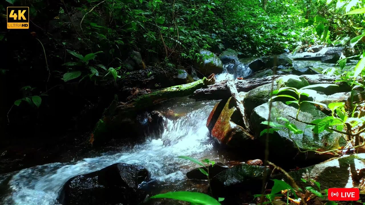 🔴24/7 LIVE CAT TV NO ADS😺Amazing River & Bird Sounds for Deep Sleep | Calm Nature Real Sounds