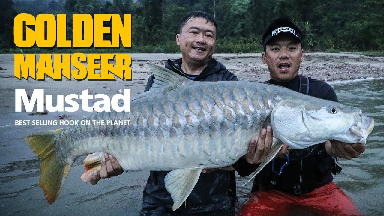 เสือโคร่งแม่น้ำ ปลาเวียนหิมาลัย Golden Mahseer