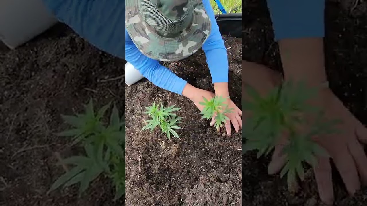 Grow Outdoor Marijuana - Cog Paaj Qaum Ntuj
