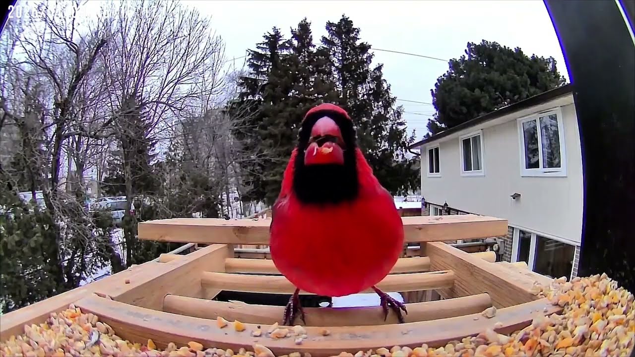 Relax With Wild Birds — No Talking, No Music