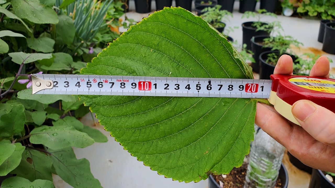 Как посадить листья периллы, которые едят корейцы. : How To Grow Perilla Leaves from Seeds