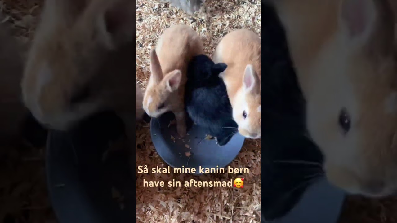 Mine kanin børn skal have aftensmad 🥰🥰 #kanin #rabbits