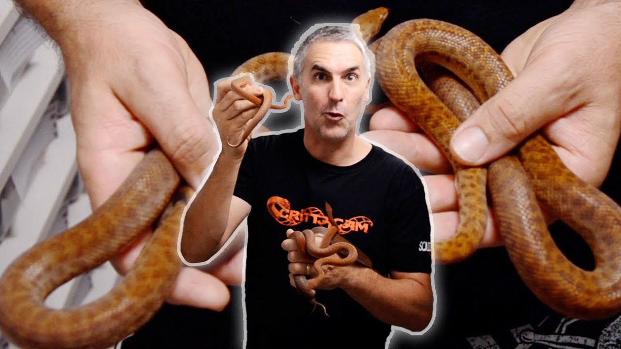 PYGMY PYTHONS- CrittaCam