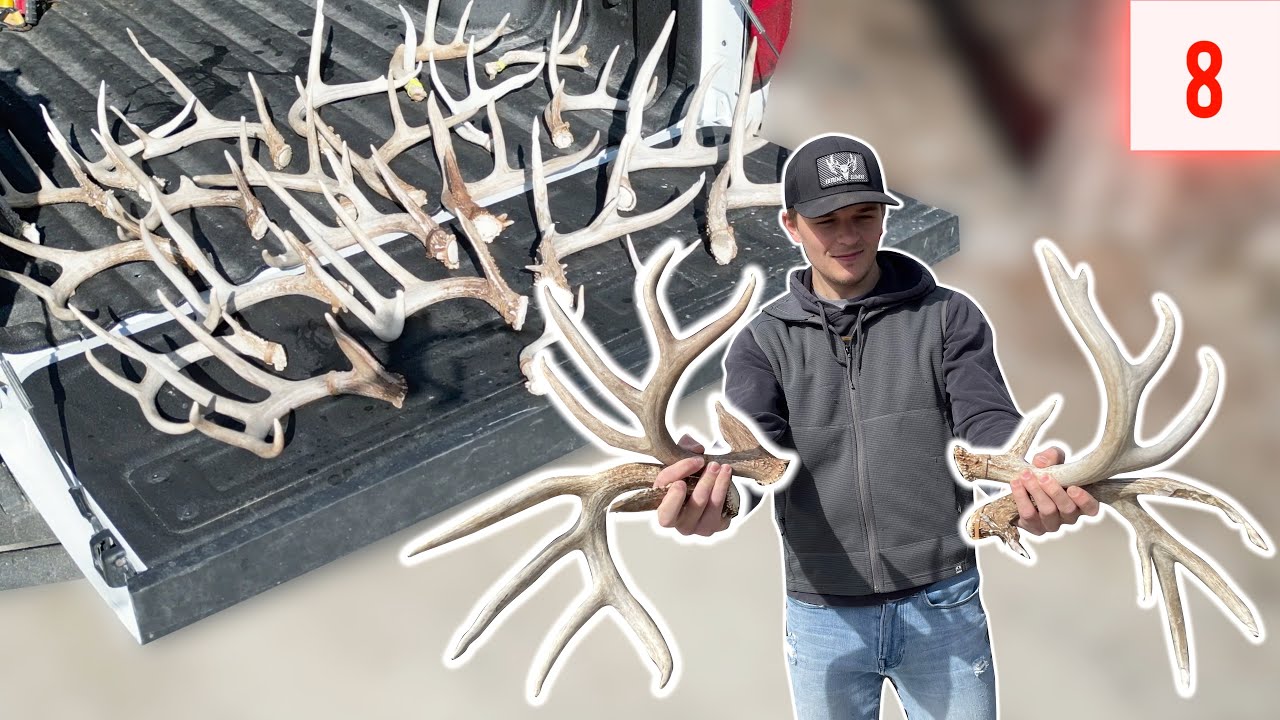 29 Antlers in 24 Minutes, CRAZY Deadhead , Double Main Beam Antler | Shed Hunting 2023 E8