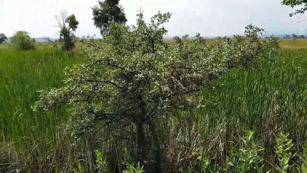Survival Plant to Know- Buffaloberry