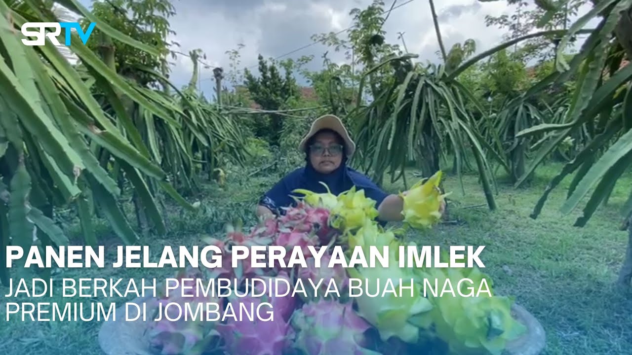 PANEN JELANG PERAYAAN IMLEK JADI BERKAH PEMBUDIDAYA BUAH NAGA PREMIUM DI JOMBANG  - SRTV