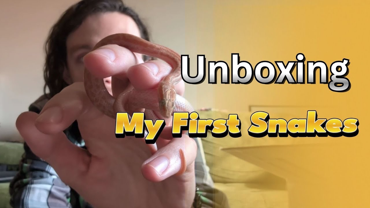 Starting My Snake Breeding Journey!