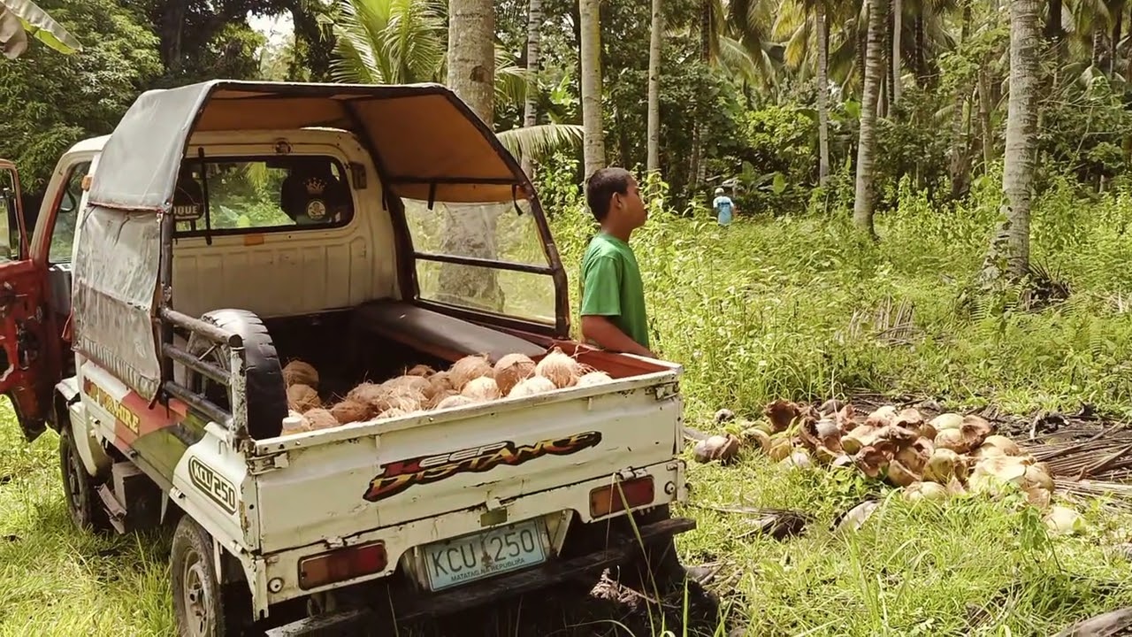 # Harvesting Coconut # Taroroc Farm # Ladtingan Pikit cotabato