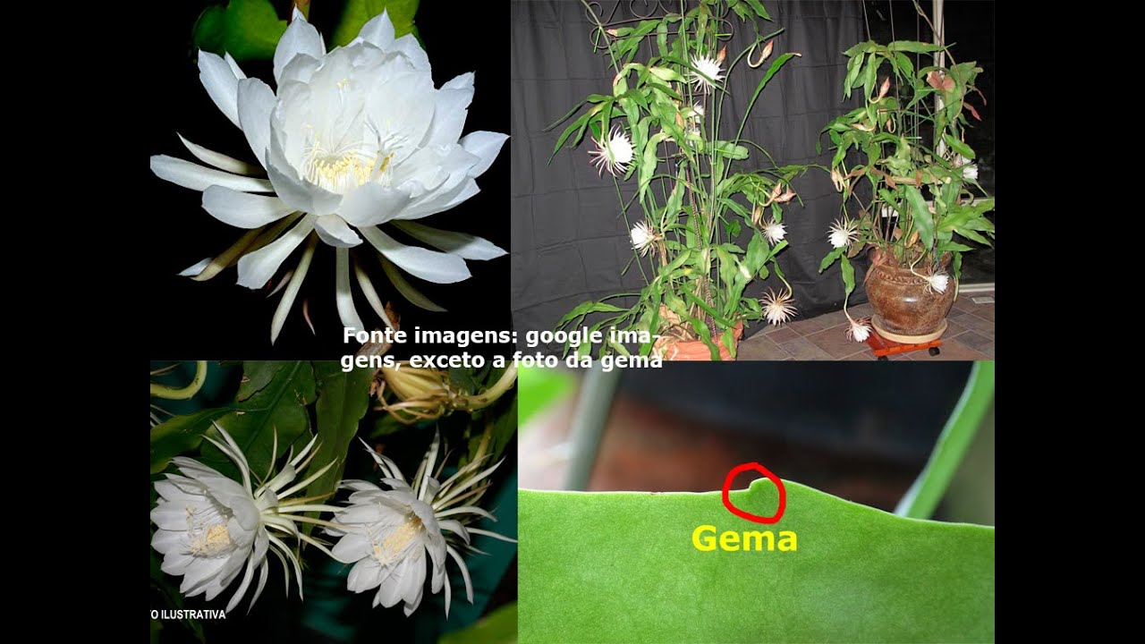 Cultivo caseiro da Dama da Noite (Epiphyllum oxypetalum – um pouco sobre essa belíssima planta!