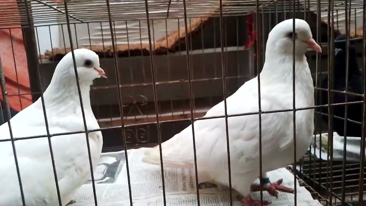 Biggest animal market in Bangladesh Dhaka mirpur 1#bangladesh #2023