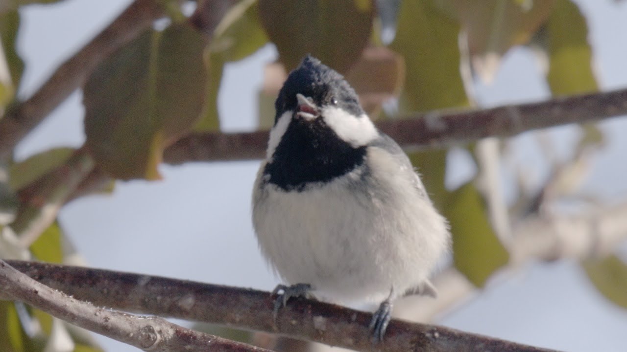 ヒガラ 鳴き声  信越の高原 美しい日本の野鳥 3月