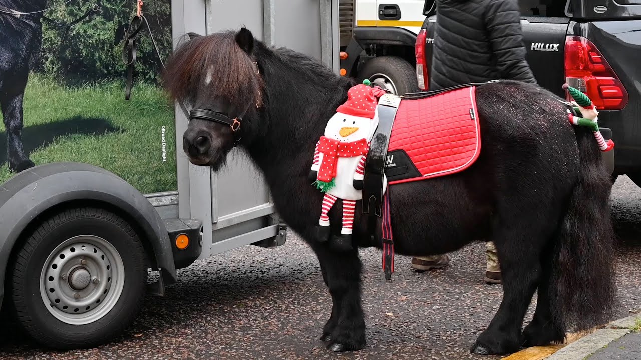 Army Pony Corporal Cruachan IV is ready for Christmas