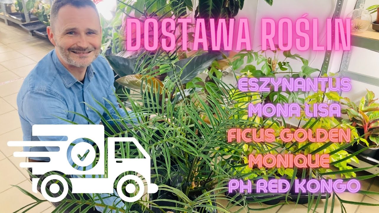Nowa i szczególna dostawa roślin w Zielonym Pokoju. Ph Tortum i Red Kongo oraz Pilea Sugar.
