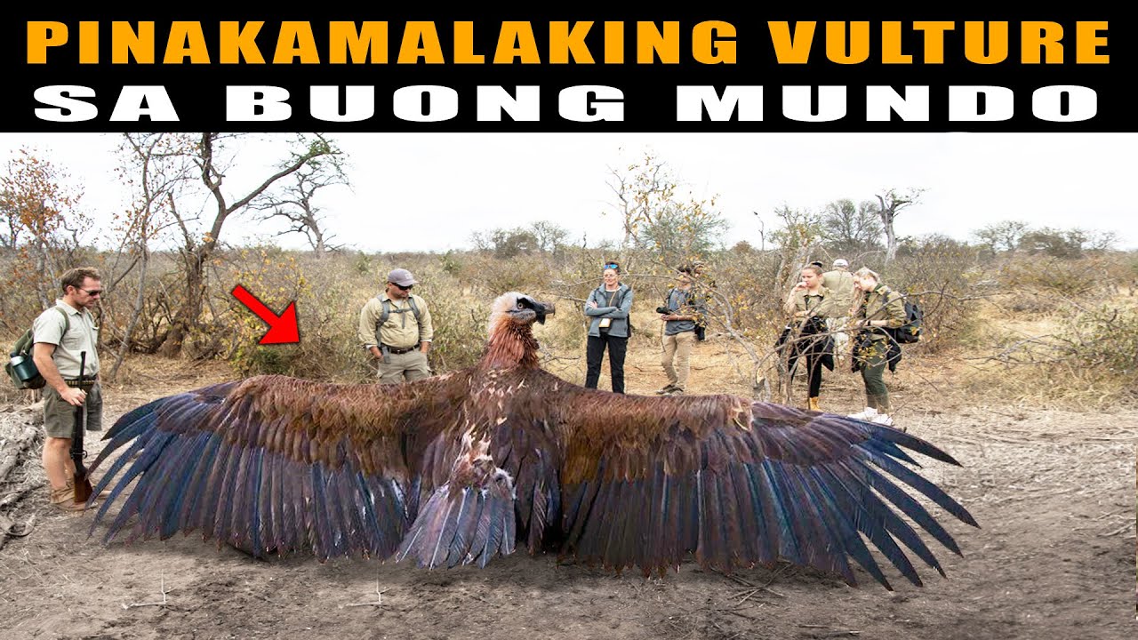 Ang IBON na kayang makipag-away sa AGILA ,Pinakamalaki at Malakas na Vultures | Biggest bird of prey