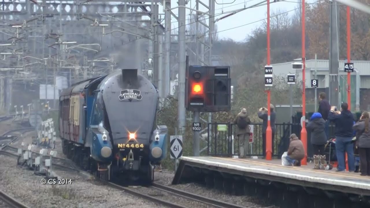 When Bittern meets Duchess of Sutherland