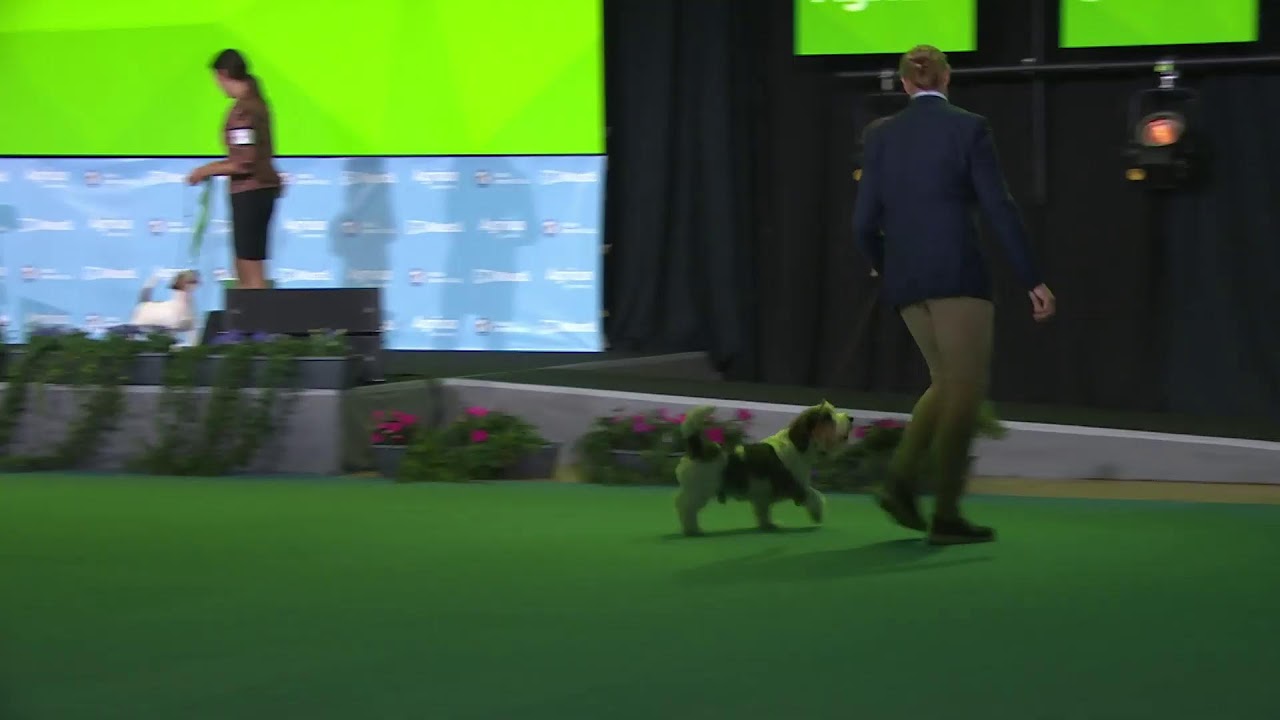 Norsk Kennel Klub (NKK) Finale Internasjonal utstilling Sandefjord 2025