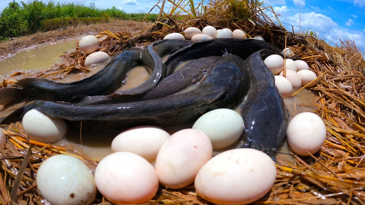 best hand fishing, catching fish & pick eggs dry field by hand a man