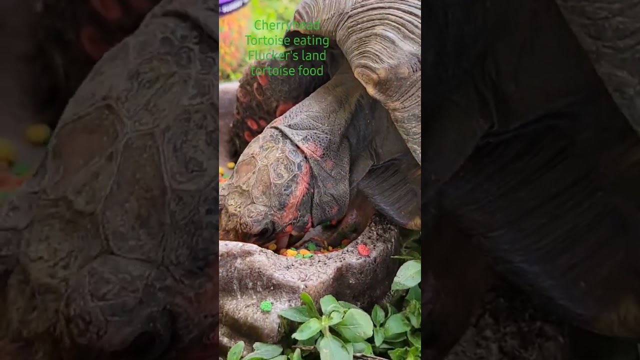Cherryhead Tortoise Eating