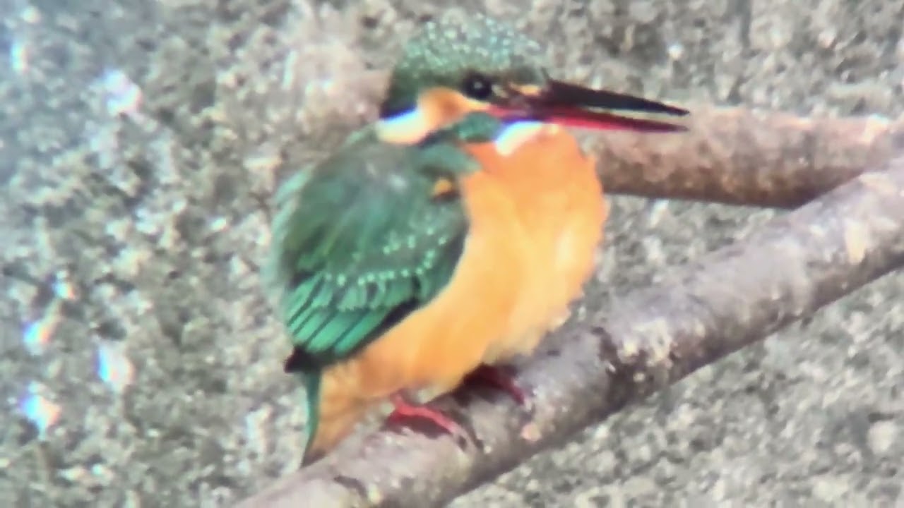 善福寺川　カワセミ