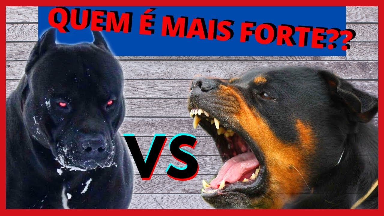 Pitbull VS Rottweiler Qual o mais forte??