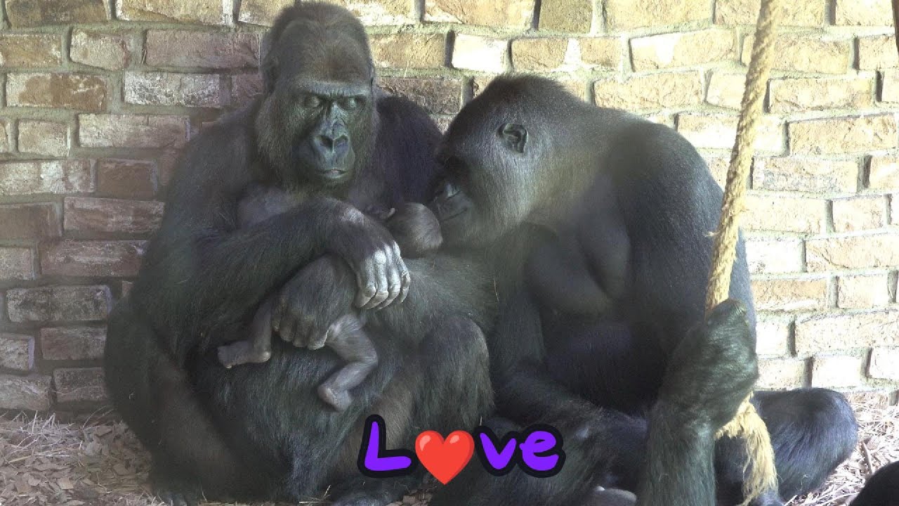 Two girl gorillas wanna hang out with the baby, but they gotta get the momma Tamidol's okay first.
