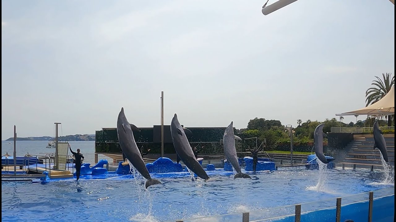 Marineland Mallorca - Dolphin Show in 4K
