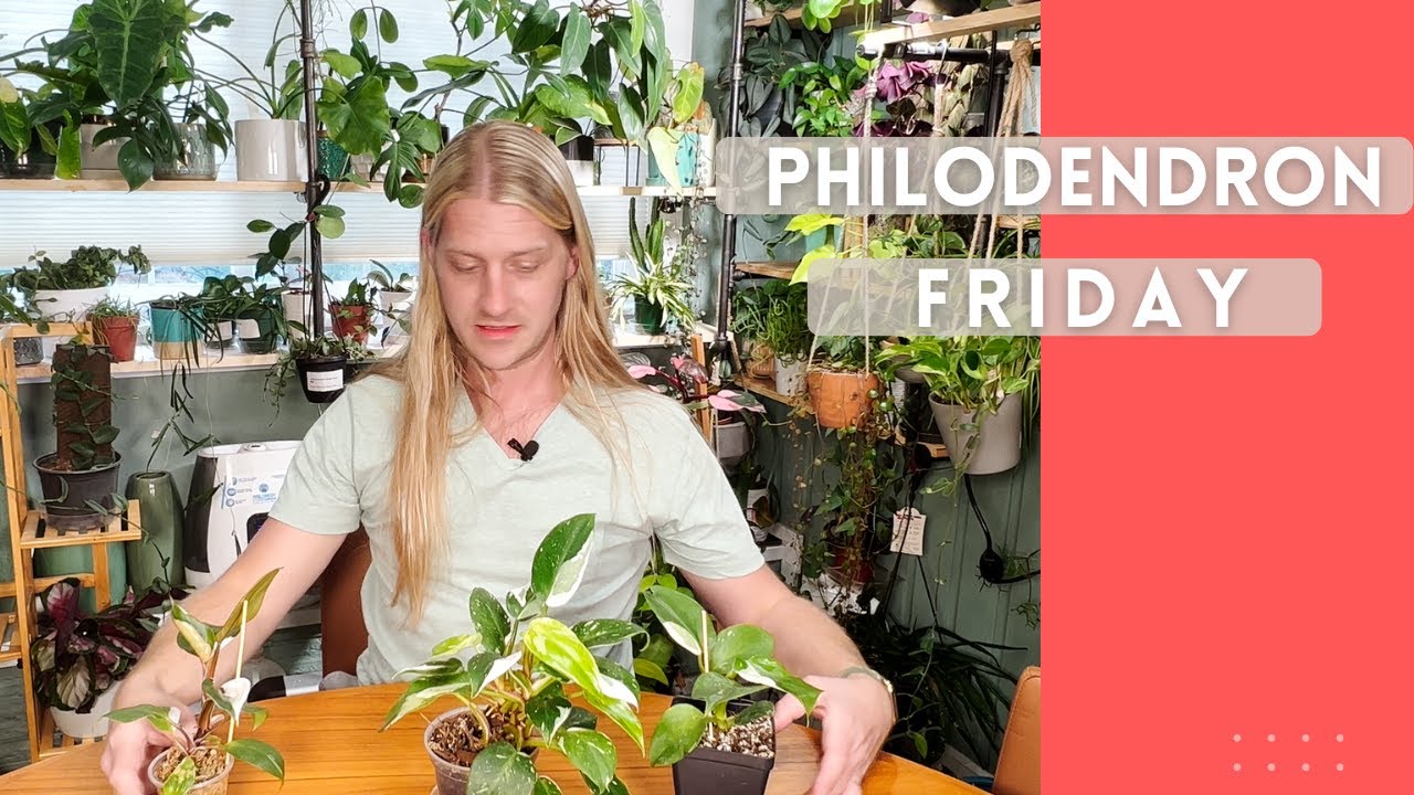 It's Philodendron Friday!