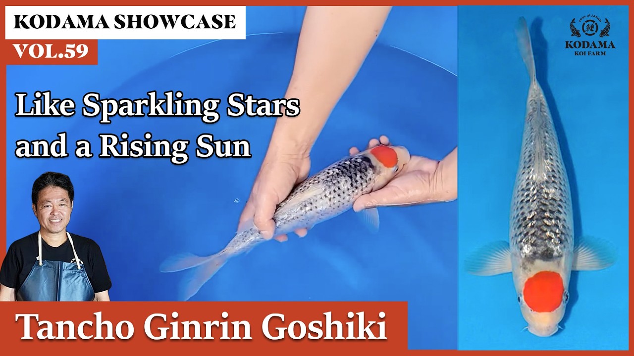 Kodama Showcase Vol. 59 Tancho Ginrin Goshiki