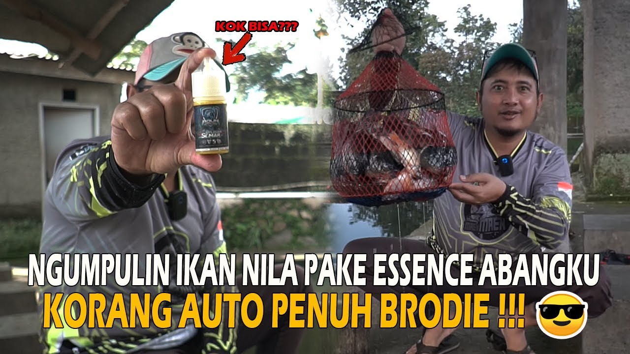 NEKAD PAKE ESSEN IKAN MAS ❗❗ DI PAKE BUAT NGUMPULIN IKAN NILA ❗❗ MANCING KEK DI KERAMBA BRODIE