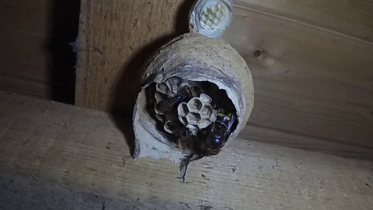 Hornet nest 4 days timelapse