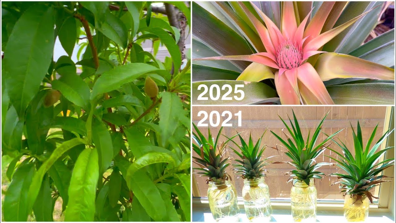 Spring Garden Tour - 4 Years of Growing Pineapples and Peach Trees in Central Texas
