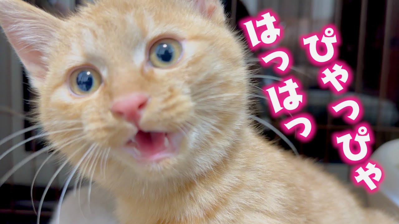 おしゃべりなお兄ちゃんの真似をし始めた子猫