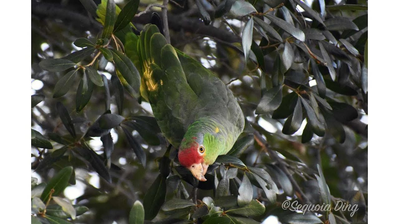 Parrots of Southern California | Bird Identification Guide