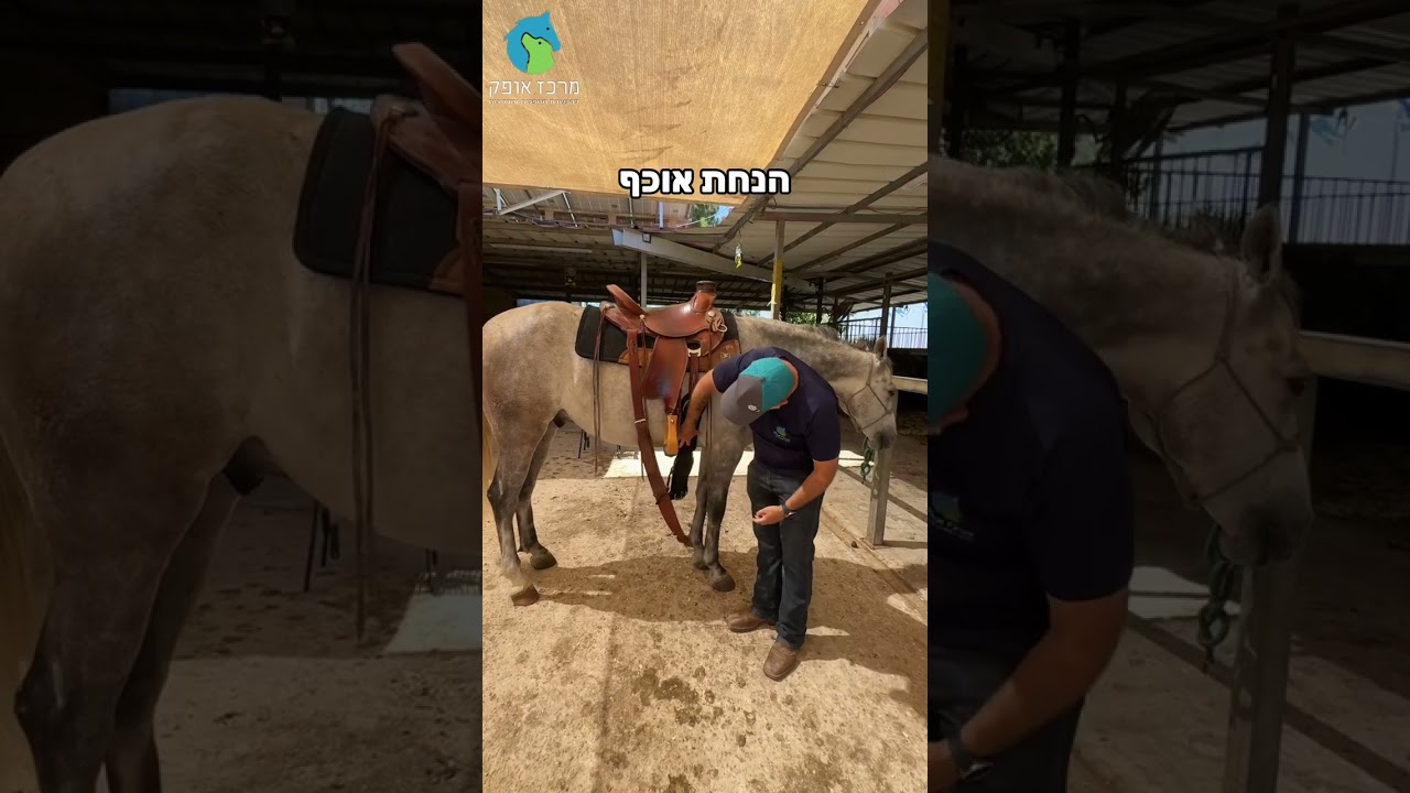 הנחת אוכף