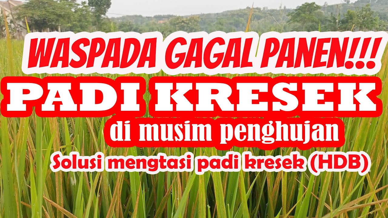 MENGUPAS TUNTAS  PADI KRESEK, SEBAB, DAMPAK DAN CARA MENGATASINYA