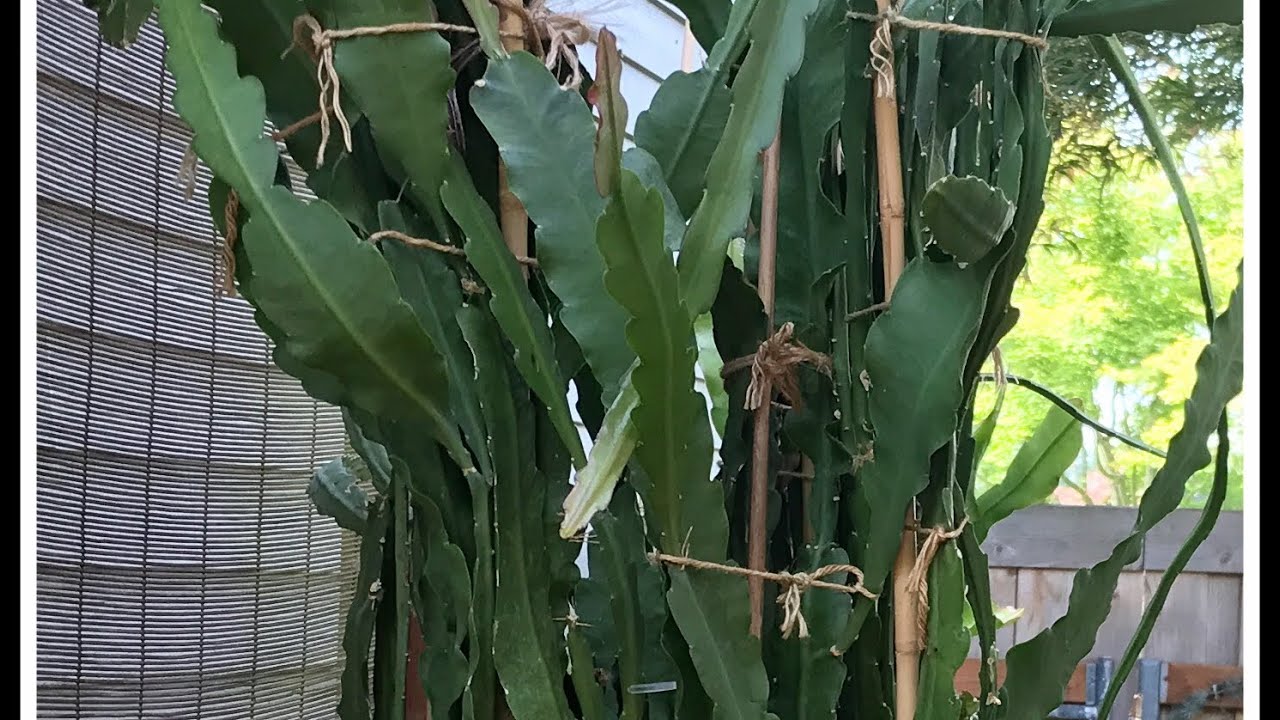 OVERGROWN AND OVERCROWDED EPIPHYLLUM - NEEDED TO TRIM