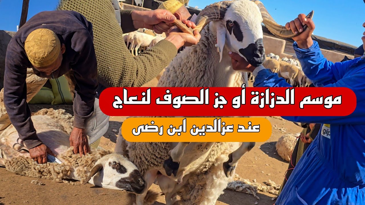 موسم الدزازة عند عزالدين ابن رضى مع معلومات قيمة و أجواء جد رائعة