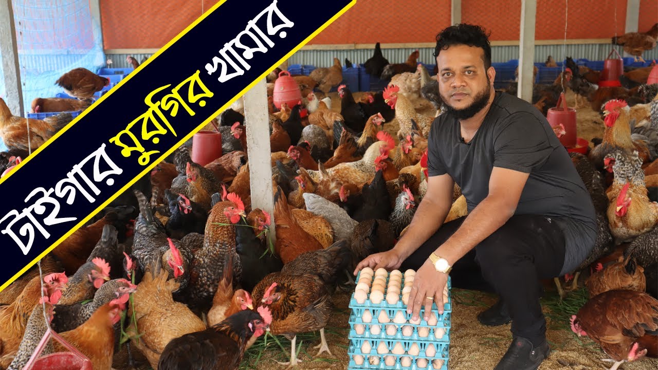 টাইগার মুরগি পালন করে লক্ষ টাকা আয়ের সপ্ন দেখছেন গাজীপুরের আলামিন সাহেব। Tiger Morgi farming