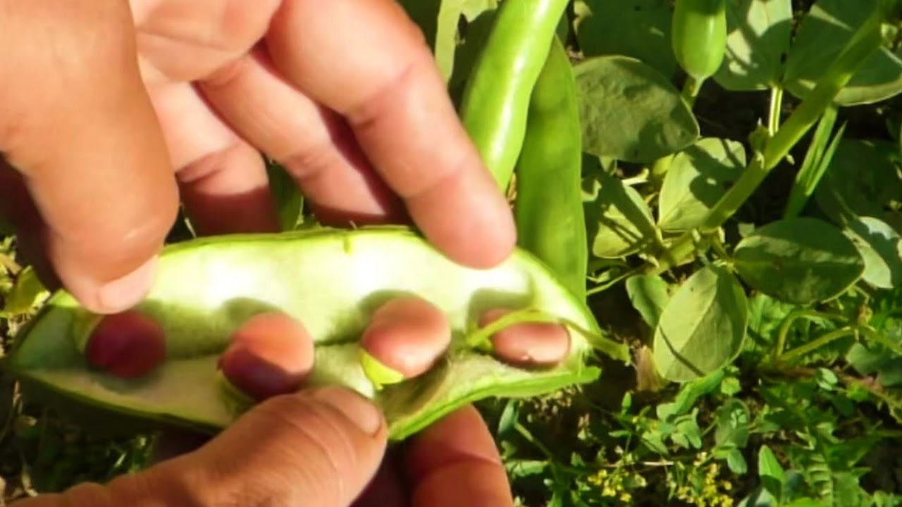 Выращивание нашего забытого растения - фасоли конской.