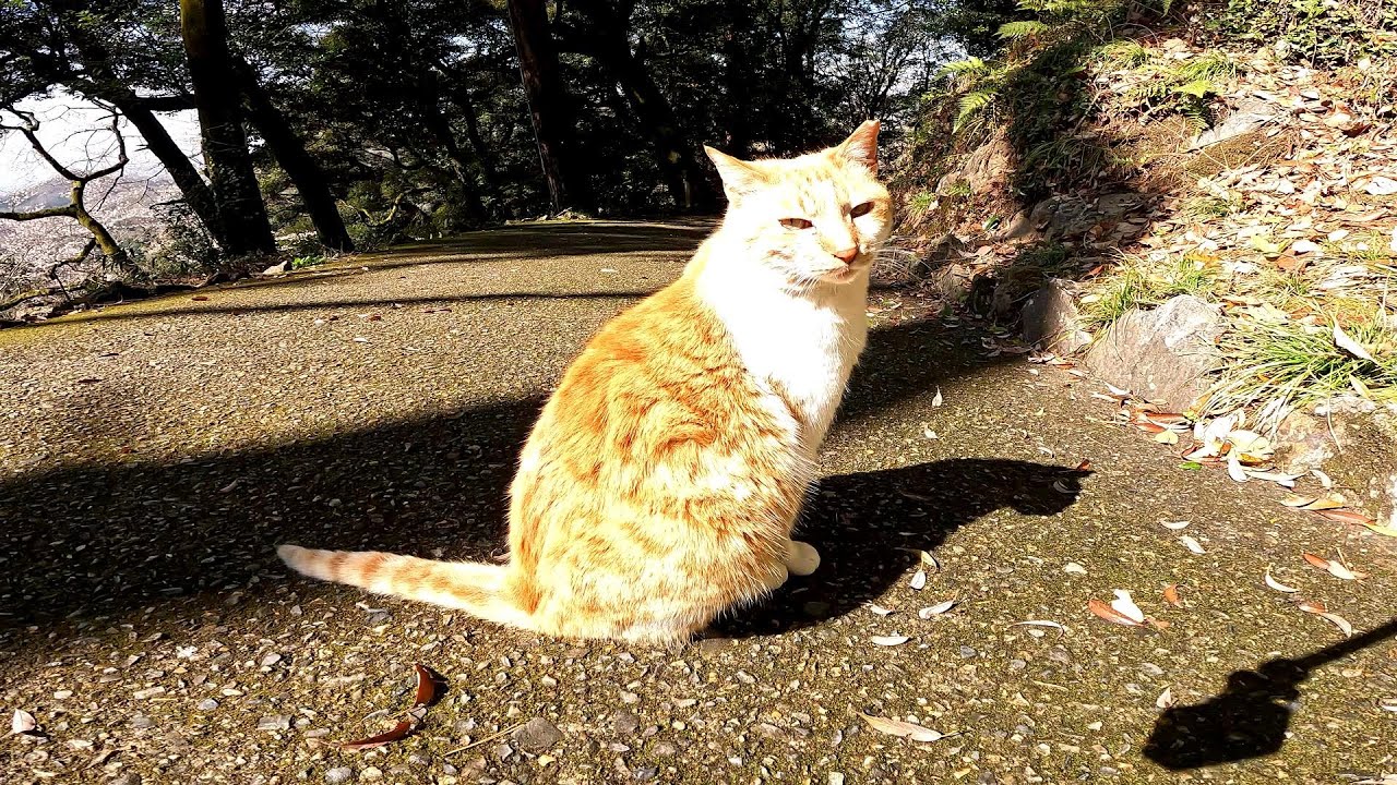 猫。ぬこ。ん？