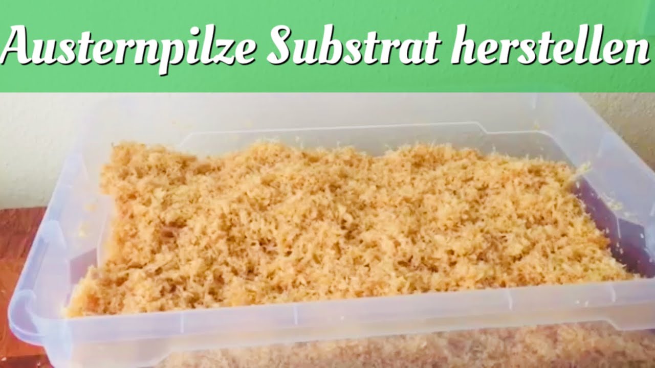 Austernpilze Substrat Herstellen
