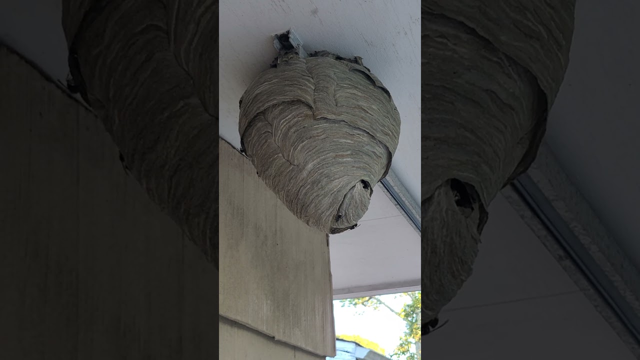 My Pet Bald-Face Hornet Nest, Basketball Sized! (Update, One Week Of Progress)