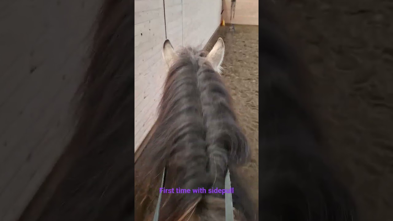 💜 #firsttime #riding #sidepull #bettl&ouml;st #zayats #horseshorts #sweden #horsemanship #h&auml;star