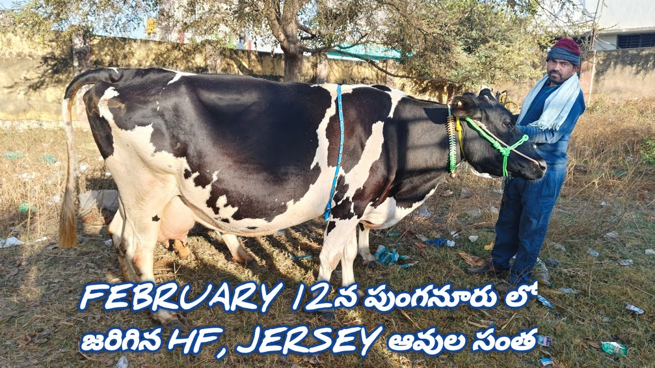 Hf, Jersey cow market going on every Wednesday 6AM to 12PM in Punganur (Chittoor district)