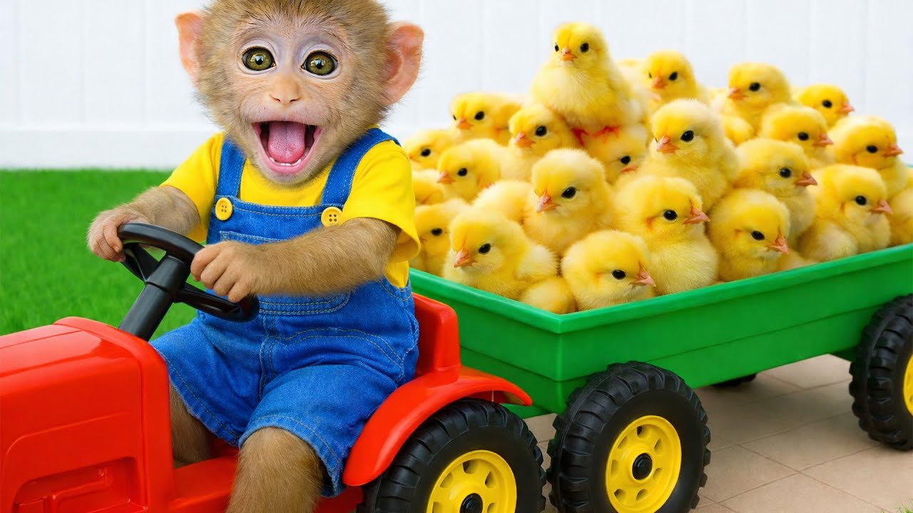 Monkey Baby wakes up in the morning, brushes his teeth, and prepares breakfast! | Mono Magic TV