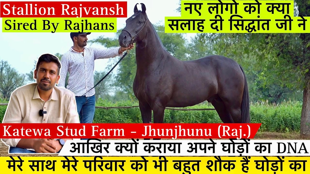 देखिए इस वीडियो मैं अनार घोड़ी के 3 राजहंस घोड़े के बच्चे क्यों कराया घोड़ों का DNA !